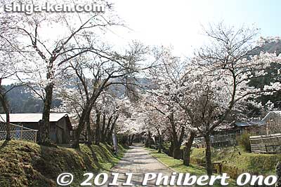 Way to Tokugen-in temple in Kiyotaki during cherry blossom season in April.
Keywords: shiga maibara kashiwabara-juku nakasendo shukuba 