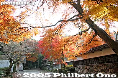 Keywords: shiga maibara kashiwabara kiyotaki tokugen-in temple kyogoku clan fall foliage autumn leaves