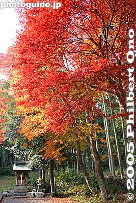 Keywords: shiga maibara kashiwabara kiyotaki tokugen-in temple fall foliage autumn leaves