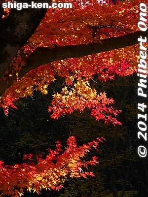 Keywords: shiga maibara kashiwabara kiyotaki tokugen-in temple fall foliage autumn leaves momiji red maples