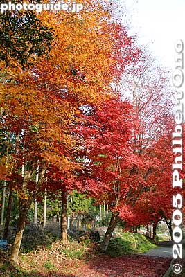 Keywords: shiga maibara kashiwabara kiyotaki tokugen-in temple kyogoku clan fall foliage autumn leaves