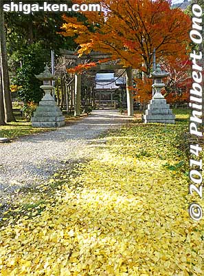 Gingko leaves
Keywords: shiga maibara kashiwabara kiyotaki tokugen-in temple kannon stone statuesfall foliage autumn leaves