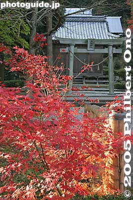Keywords: shiga maibara kashiwabara kiyotaki tokugen-in temple kannon stone statuesfall foliage autumn leaves shrine torii