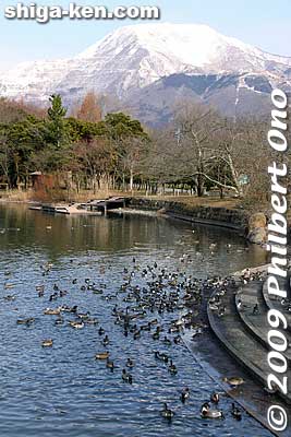 Keywords: shiga maibara mishima pond birds ducks wildlife