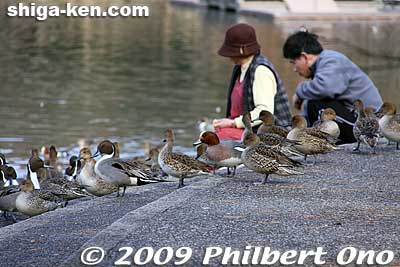 The ducks welcome feeding by humans. Cat food works well.
Keywords: shiga maibara mishima pond birds ducks wildlife 