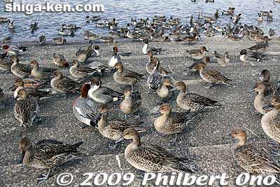All these ducks love me.
Keywords: shiga maibara mishima pond birds ducks wildlife 