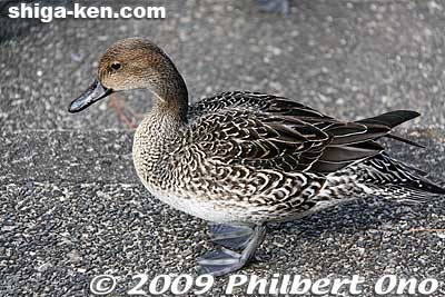 Keywords: shiga maibara mishima pond birds ducks wildlife 