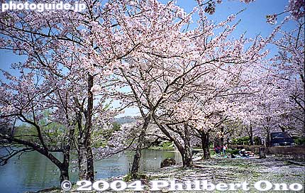 Part of the pond is lined with beautiful cherry blossoms which bloom in April.
Keywords: shiga maibara mishima pond sakura cherry blossoms 