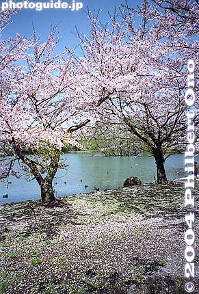 Keywords: shiga maibara mishima pond sakura cherry blossoms 