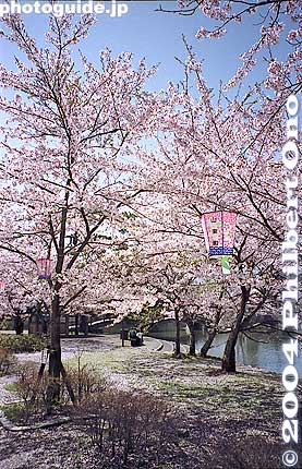 Keywords: shiga maibara mishima pond sakura cherry blossoms 
