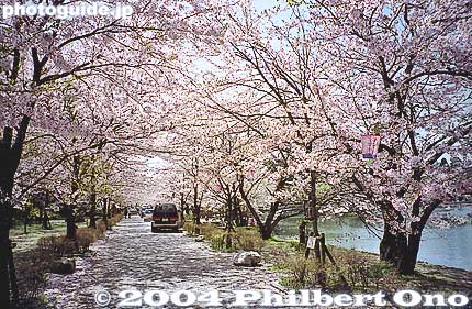 Sakura tunnel.
Keywords: shiga maibara mishima pond sakura cherry blossoms 