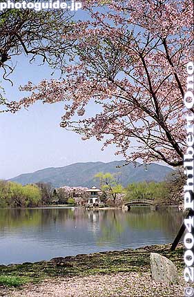 Keywords: shiga maibara mishima pond sakura cherry blossoms mt. ibuki 