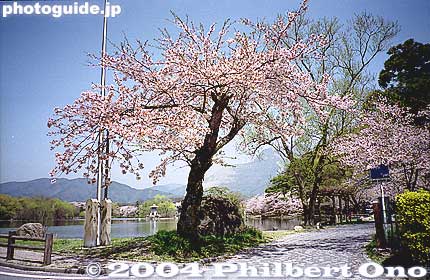 Keywords: shiga maibara mishima pond sakura cherry blossoms