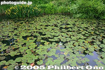 Lotus
Keywords: shiga maibara mishima pond