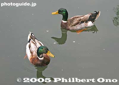 Mallard ducks. マガモ
Keywords: shiga maibara mishima pond