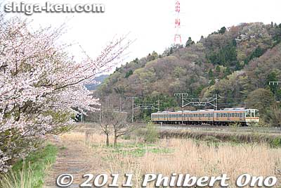 Train going to Omi-Nagaoka Station in spring.
Keywords: shiga maibara