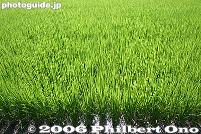 Rice paddy
Keywords: shiga maibara sakata omi-cho
