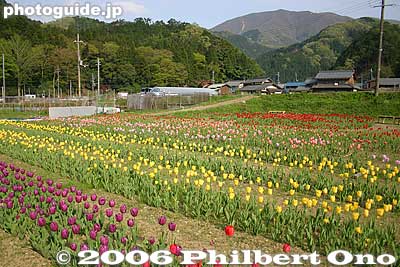 Keywords: shiga maibara samegai stage post town nakasendo tulips flowers