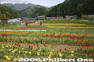Keywords: shiga maibara samegai stage post town nakasendo tulips flowers