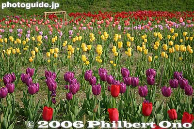 The tulips come in various colors.
Keywords: shiga maibara samegai stage post town nakasendo tulips flowers