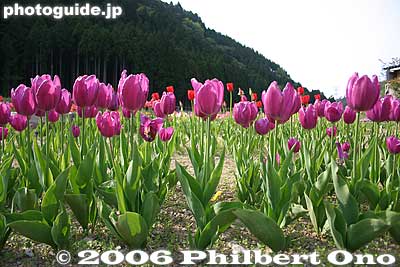 Samegai tulips, Maibara, Shiga
Keywords: shiga maibara samegai stage post town nakasendo tulips flowers japanflower