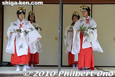 Shrine maidens also danced.
Keywords: shiga maibara sakata Shinmeigu Shrine keri yakko-buri yakko-furi daimyo procession parade festival matsuri japanchild