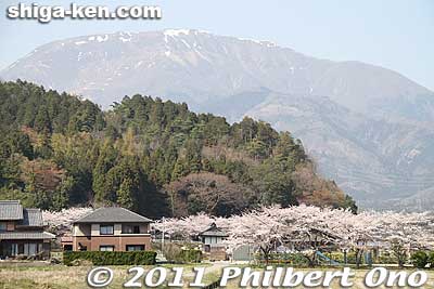 Mt. Ibuki and cherry trees near Kiyotaki.
Keywords: shiga maibara kashiwabara kiyotaki tokugenin temple