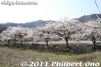 Cherry blossoms greet you at the entrance to Kiyotaki.
Keywords: shiga maibara kashiwabara kiyotaki tokugenin temple