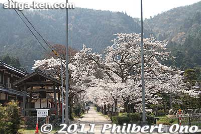Path to Tokugen-in temple in Kiyotaki. 
Keywords: shiga maibara kashiwabara kiyotaki tokugenin temple