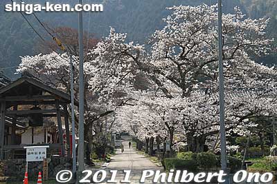 The path to Tokugen-in temple in Kiyotaki is lined with cherry blossoms.
Keywords: shiga maibara kashiwabara kiyotaki tokugenin tendai buddhist temple
