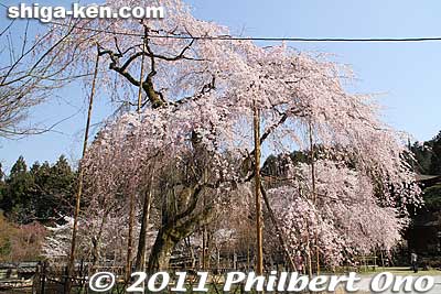 This older cherry tree is about 10 meters high and a trunk 2.3 meters in diameter.
Keywords: shiga maibara kashiwabara kiyotaki tokugenin temple sakura cherry blossoms flowers