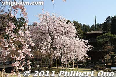 Keywords: shiga maibara kashiwabara kiyotaki tokugenin temple sakura cherry blossoms flowers