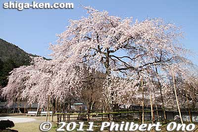 Weeping cherry tree at Kiyotaki Tokugen-in temple, Maibara, Shiga.
Keywords: shiga maibara kashiwabara kiyotaki tokugenin temple sakura cherry blossoms flowers