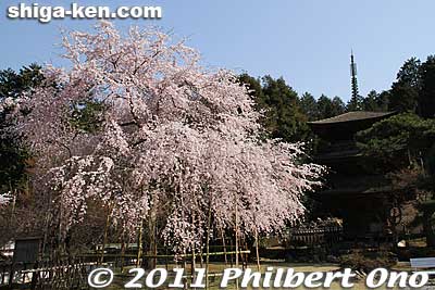 The second cherry tree and the Three-story Pagoda at Kiyotaki Tokugen-in temple, Maibara, Shiga.
Keywords: shiga maibara kashiwabara kiyotaki tokugenin temple sakura cherry blossoms flowers