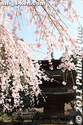 Keywords: shiga maibara kashiwabara kiyotaki tokugenin temple sakura cherry blossoms flowers pagoda