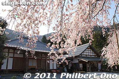 Weeping cherries and Tokugen-in temple building in the background.
Keywords: shiga maibara kashiwabara kiyotaki tokugenin temple sakura cherry blossoms flowers