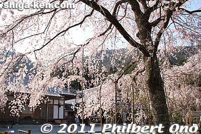 Keywords: shiga maibara kashiwabara kiyotaki tokugenin temple sakura cherry blossoms flowers