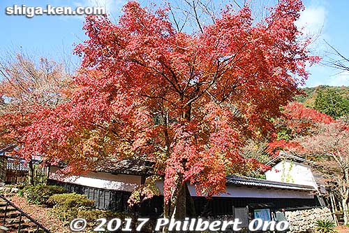 Keywords: shiga maibara kashiwabara kiyotaki tokugenin temple fall foliage autumn leaves