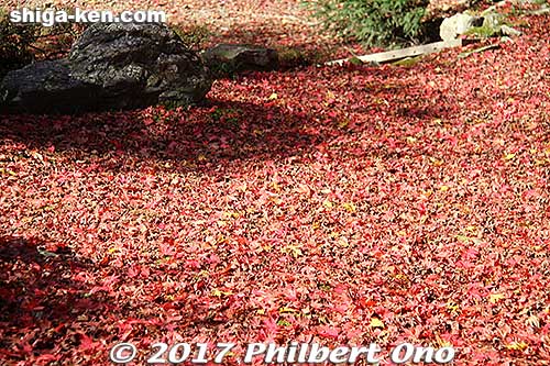 Keywords: shiga maibara kashiwabara kiyotaki tokugenin temple fall foliage autumn leaves garden