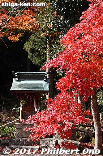 Little Shinto shrine and red maples.
Keywords: shiga maibara kashiwabara kiyotaki tokugen-in temple fall foliage autumn leaves momiji red maples
