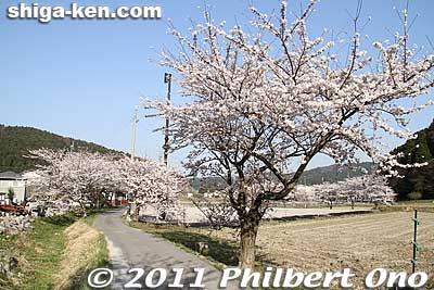 Leaving Kiyotaki amid cherry blossoms in Maibara.
Keywords: shiga maibara kashiwabara kiyotaki shigabestsakura