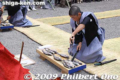 First they moved the fish to the left side in unison. 
Keywords: shiga moriyama shimoniikawa jinja shrine sushikiri matsuri festival sushi-kiri 