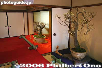 Every Jan.-Mar., the Keiunkan holds the Nagahama Bonbaiten exhibition of plum tree bonsai.
Keywords: shiga nagahama keiunkan guesthouse plum tree blossom bonsai