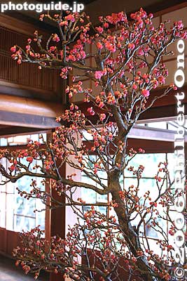 Plum tree blossom bonsai with red plum blossoms
Keywords: shiga nagahama keiunkan guesthouse plum tree blossom bonsai