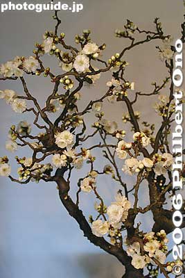 Plum tree blossom bonsai with white plum blossoms.
Keywords: shiga nagahama keiunkan guesthouse plum tree blossom bonsai