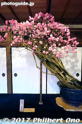 不老（ふろう）      八重紅色
Keywords: shiga nagahama keiunkan guesthouse plum tree blossom bonsai
