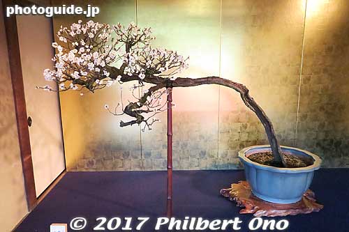 清音（せいいん）
Keywords: shiga nagahama keiunkan guesthouse plum tree blossom bonsai