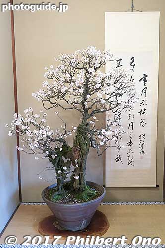 清幽（せいゆう）
Keywords: shiga nagahama keiunkan guesthouse plum tree blossom bonsai