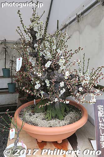 After you exit, there's some bonsai plum trees for sale.
Keywords: shiga nagahama keiunkan guesthouse plum tree blossom bonsai