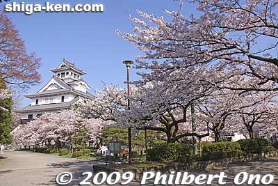 Keywords: shiga nagahama castle tower donjon history museum cherry blosssoms sakura spring flowers